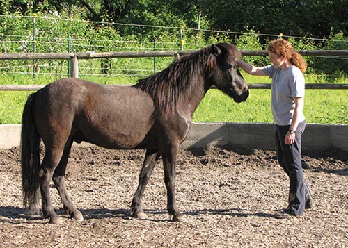 Reitkurs mit Verena Kollek